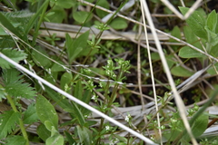 Galium trifidum