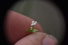 Galium trifidum