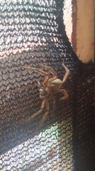 Cupiennius coccineus