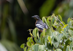 Lalage aurea