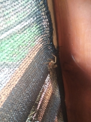 Cupiennius coccineus