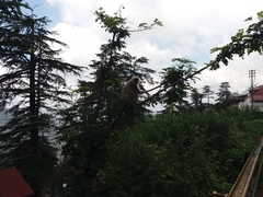 Semnopithecus schistaceus