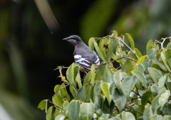 Lalage aurea
