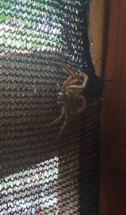 Cupiennius coccineus