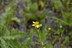 Ranunculus sceleratus