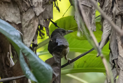 Helopsaltes fasciolatus
