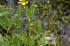 Ranunculus sceleratus