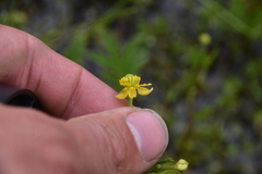 Ranunculus sceleratus