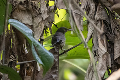 Helopsaltes fasciolatus