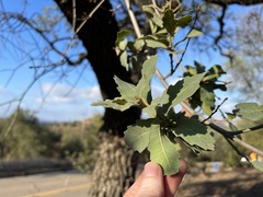 Quercus engelmannii