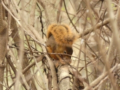 Sciurus ignitus