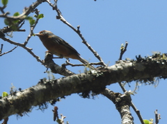 Microspingus erythrophrys