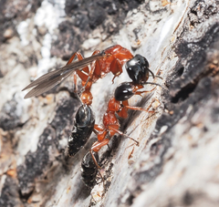 Pseudomyrmex gracilis