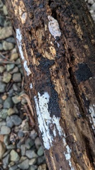 Sclerococcum stygium