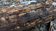 Sclerococcum stygium