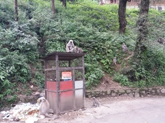 Semnopithecus schistaceus