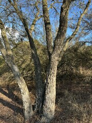 Quercus engelmannii