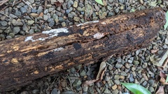 Sclerococcum stygium