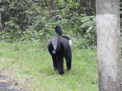 Allochrocebus lhoesti