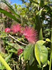 Calliandra