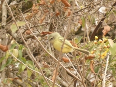 Phylloscartes ventralis