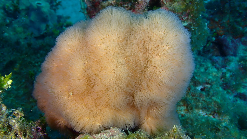 Encrusting Gorgonian
