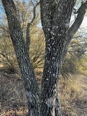 Quercus engelmannii