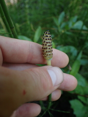 Equisetum