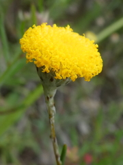 Leptorhynchos squamatus