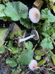 Agaricus diminutivus