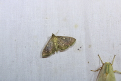 Herpetogramma aeglealis