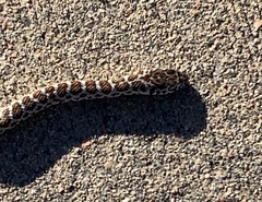 Coluber constrictor flaviventris