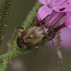 Polymerus