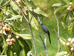 Ptiliogonys cinereus
