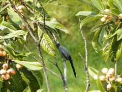 Ptiliogonys cinereus