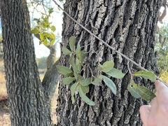 Quercus engelmannii