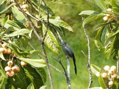 Ptiliogonys cinereus