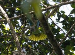 Geoffroyus geoffroyi