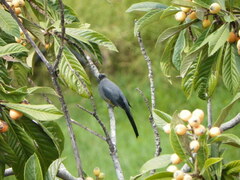 Ptiliogonys cinereus