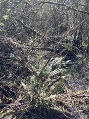 Polystichum vestitum