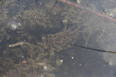 Utricularia macrorhiza
