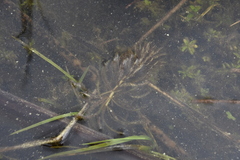 Hippuris vulgaris