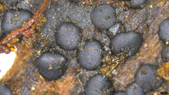 Sclerococcum stygium