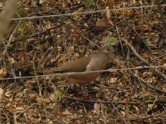 Leptotila megalura