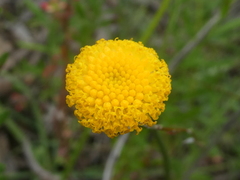 Leptorhynchos squamatus