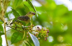 Cotinga amabilis