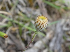 Leptorhynchos squamatus