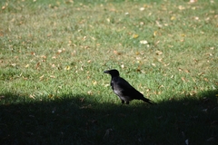 Corvus cornix