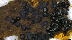 Sclerococcum stygium