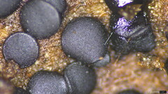 Sclerococcum stygium